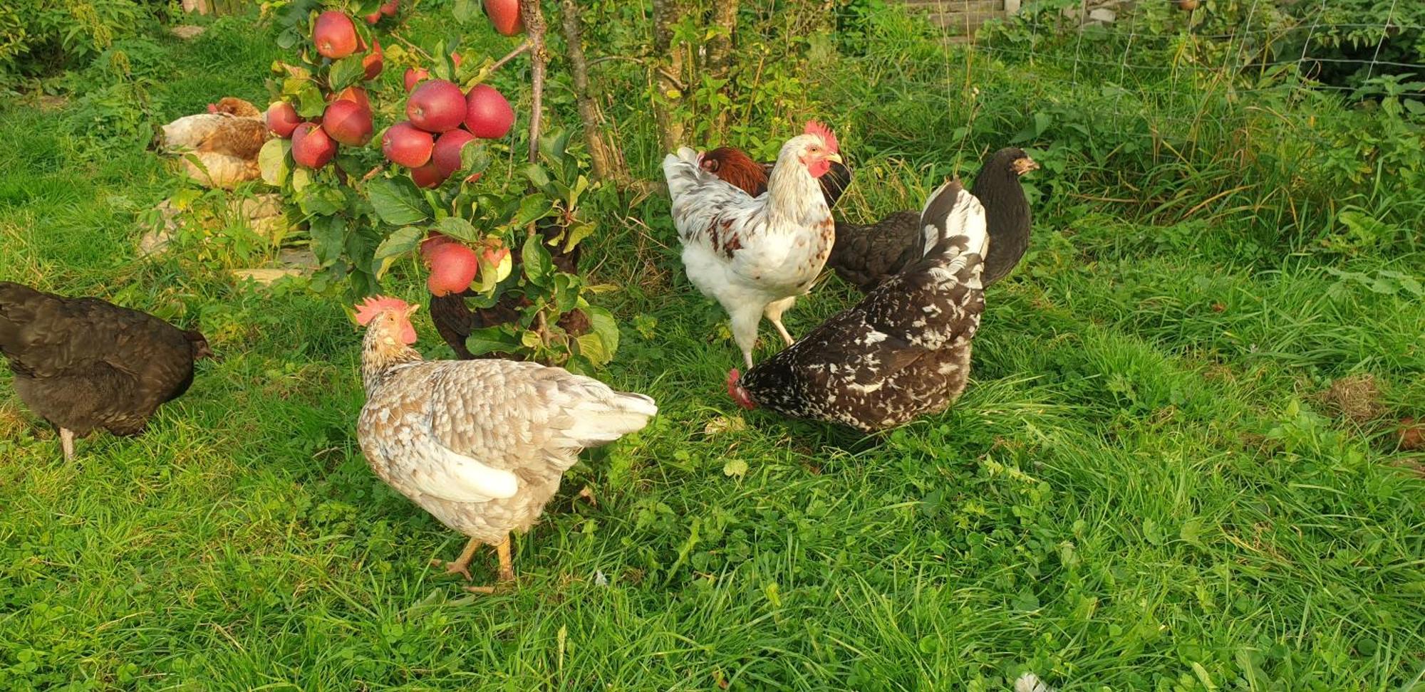 Апартаменты Der Kleine Fuchshof Mit Hund, Pferd Und Huhn Rathlau Экстерьер фото